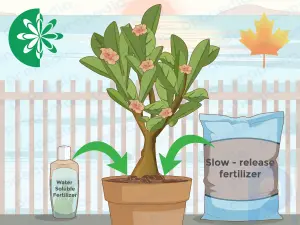How to Grow and Care for Desert Rose Seeds
