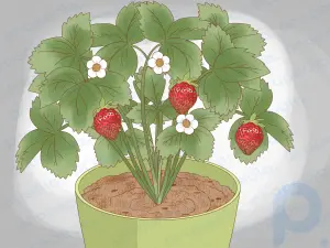Как посадить клубнику в помещении