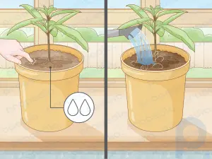 Einen Avocadosamen in Erde pflanzen und anbauen: Eine Schritt-für-Schritt-Anleitung