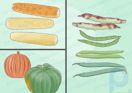 Step 3 Select heirloom varieties of corn, beans, and squash.