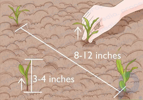 Step 5 Thin the seedlings once they are 3–4 inches (7.6–10.2 cm) tall.