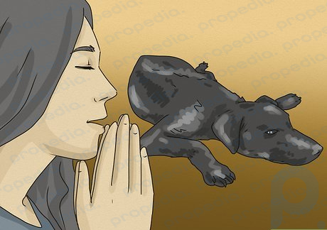 Prières puissantes et mots spirituels pour envoyer votre amour à votre chien malade