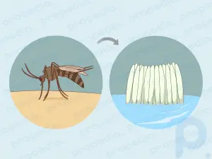 Cinco formas de ser menos atractivo para los mosquitos