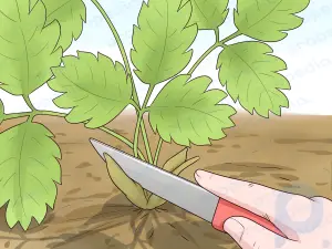 Как обрезать клубнику