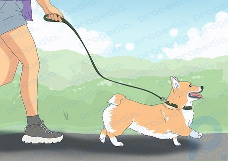 Adım 2 Yürüyüşler sırasında köpeğinizi geri çekilemeyen bir tasma üzerinde tutun.