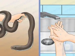 Cómo quitar la cinta adhesiva de una serpiente