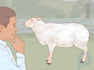 Как стричь овцу