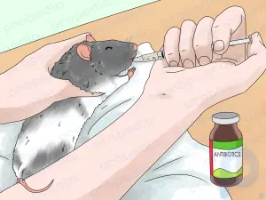 Comment repérer et traiter les infections de l'oreille chez les rats