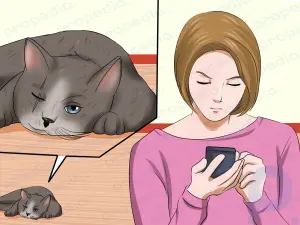 Как распознать признаки жестокого обращения с кошкой