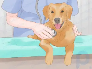 12 remedios caseros sencillos y eficaces para evitar que un perro se lama las patas