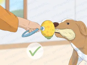 Как отучить собаку кусать других людей