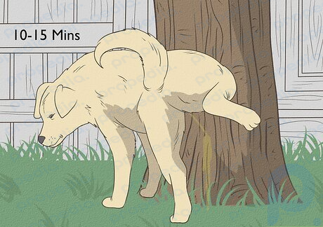 Étape 4 Donnez à votre chien 10 à 15 minutes pour finir d'uriner.