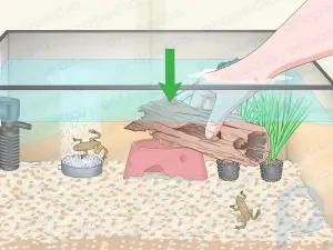 Como cuidar de um sapo aquático
