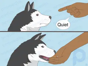 Como ensinar seu cachorro a falar