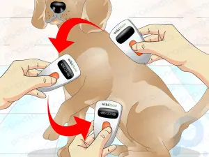 Como saber se um cachorro tem microchip