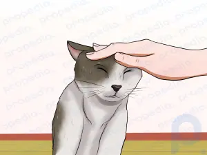 Cómo entrenar a tu gato para el tráfico