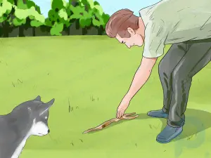 Wie man einen blinden Hund trainiert