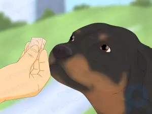 Cómo entrenar a un Rottweiler para que sea un perro guardián