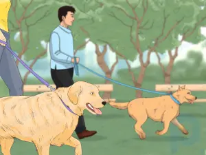 How to Train Your Dog for a Dog Show