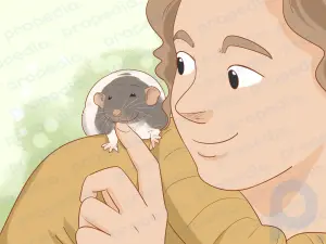 Comment entraîner votre rat à faire des tours