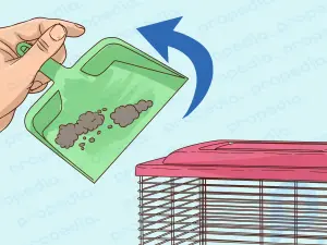 Hamsterlarda İshal Nasıl Tedavi Edilir?