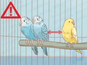 Muhabbet kuşlarında ishal nasıl tedavi edilir