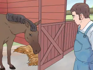 Cómo tratar los problemas oculares de los caballos