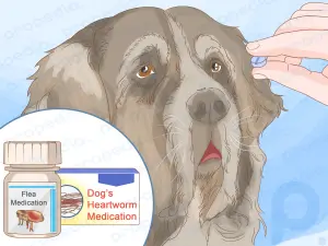 How to Treat Pododermatitis (Red Paws) in Your Dog