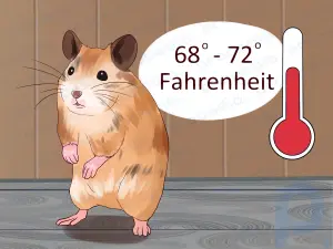 Comment soigner votre hamster malade