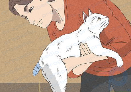 Step 3 Aid your cat’s incontinence.