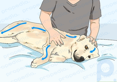 Step 3 Rub the oil over your dog's skin.