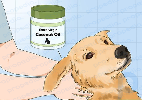 Step 4 Rub coconut oil through your dog's fur.