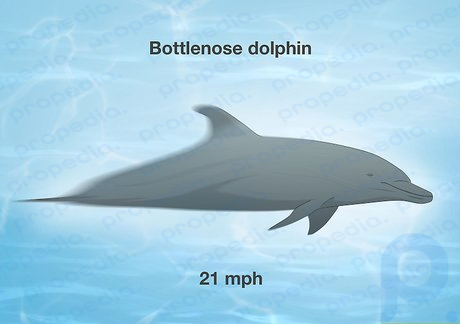 Os golfinhos-nariz-de-garrafa nadam e podem nadar a 21 milhas (34 km) por hora.