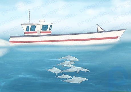 Os golfinhos seguirão literalmente qualquer barco, mas preferem os barcos de pesca.