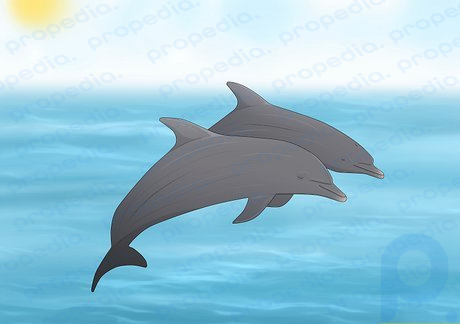 Étape 1 Les dauphins peuvent être actifs à tout moment de la journée.