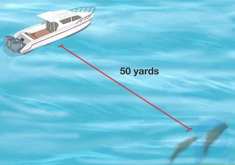 Schritt 1 Laut Gesetz müssen Sie einen Abstand von mindestens 50 Metern zu wilden Delfinen einhalten.