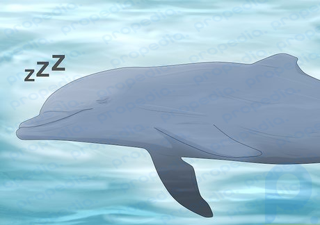 Étape 2 Les dauphins peuvent réellement nager pendant leur sommeil.