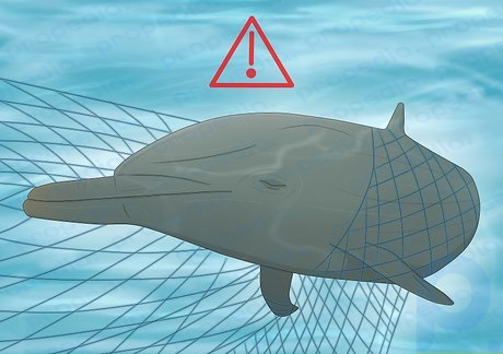 Step 2 Nets from fishing boats are also a big danger to dolphins.
