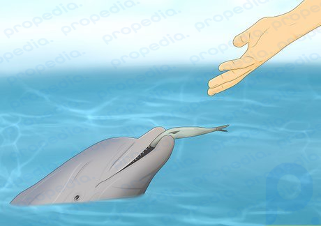 Paso 4 Los pescadores pueden arrojar pescado a los delfines, por lo que esperan comer.