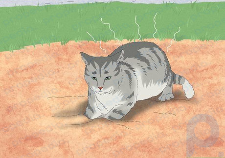 Step 6 Your cat could be covering up their own smell.