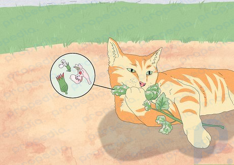 Step 8 Your cat might have munched on some catnip.