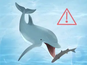 Por que os golfinhos navegam na esteira de um barco: tudo o que você sempre quis saber
