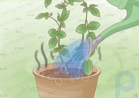 Step 1 Potted plants may smell like ammonia if you're watering them too often.