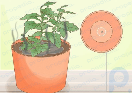 Step 2 Using pots with poor drainage can cause an ammonia odor to develop.