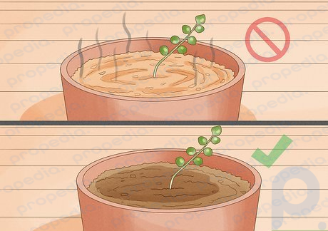 Step 3 Using dense potting soil can make potted plants smell like ammonia.