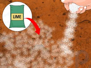 Как подкислить почву