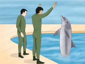 Cómo convertirse en un entrenador de delfines
