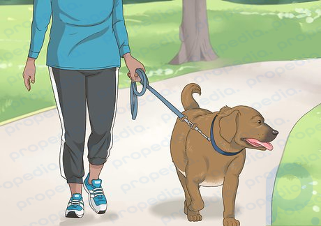 Step 1 Walk your dog.