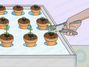 How to Build a Hydroponic Garden
