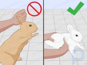 Yaralı Bir Tavşanın Bakımı Nasıl Yapılır?